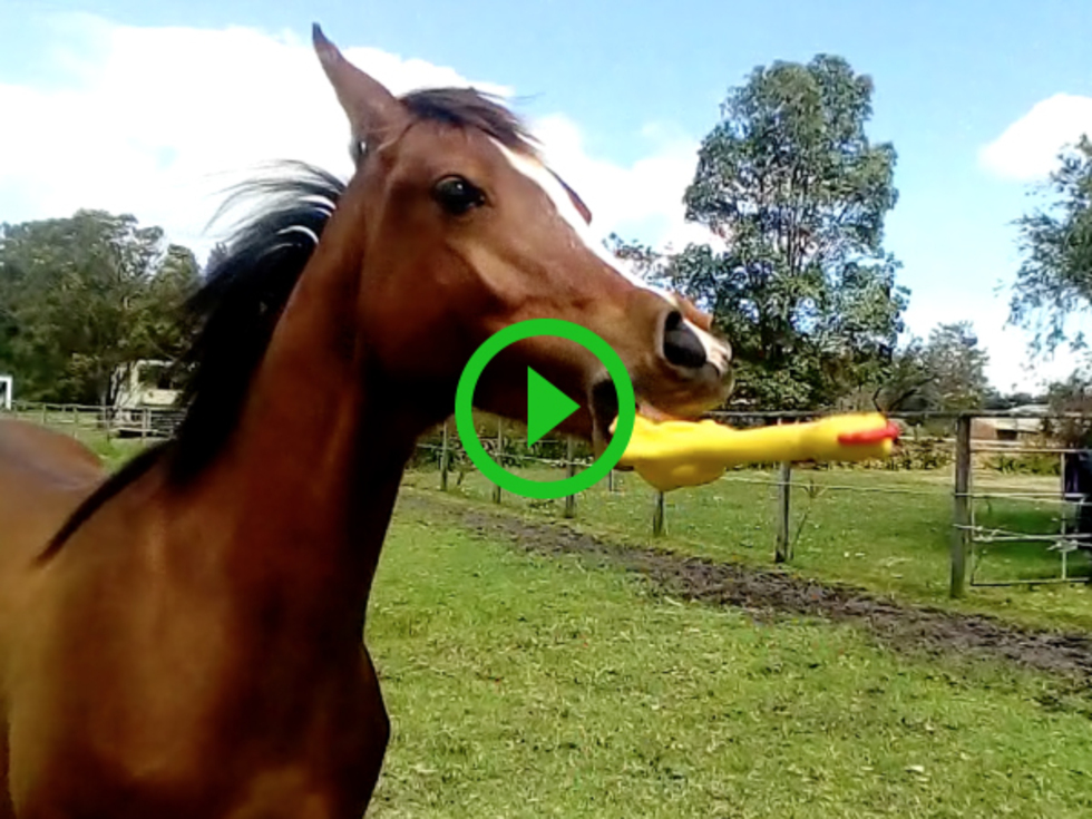 horse toy video