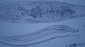 Miniatura para entrada Protozoarios_Mastigophora(flagelados_Leishmaniose)