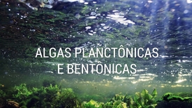 Miniatura para entrada algas_plantonicas_bentonicas