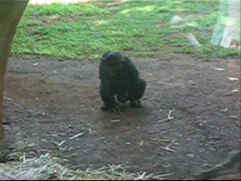 Was macht der denn da?! Dieser Hund holt sich gerade einen runter – und das  ist ganz normal