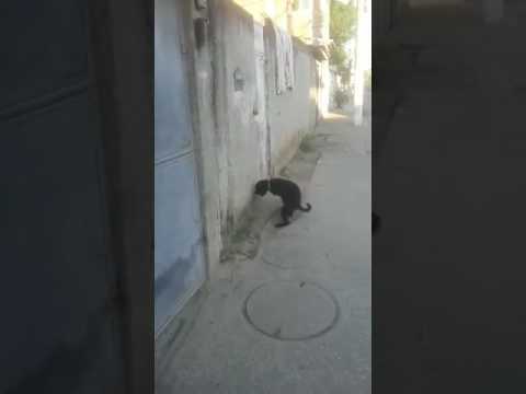 Was macht der denn da?! Dieser Hund holt sich gerade einen runter – und das  ist ganz normal