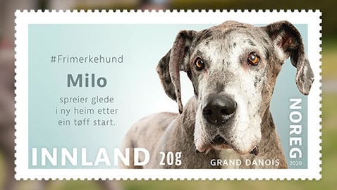 Thumbnail for entry #Frimerkehund: Milo