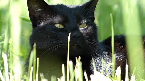 Thumbnail for entry Black_cat_in_green_grass_(Source) - Quiz