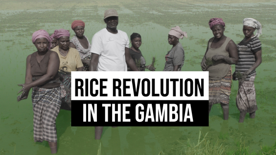 Rice Revolution: Climate-Resilient Rice Empowers Rural Gambia