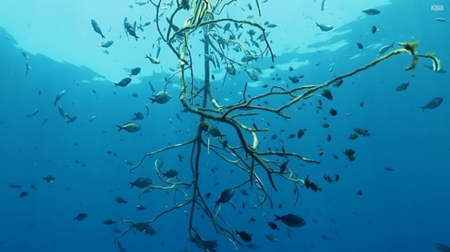 Now Is The Time To Save Our Ocean - 2025 UN Ocean Conference (Nice, France)