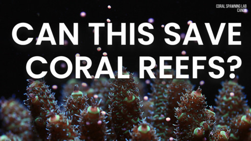 Coral reefs are dying — but a new wave of science could bring them back