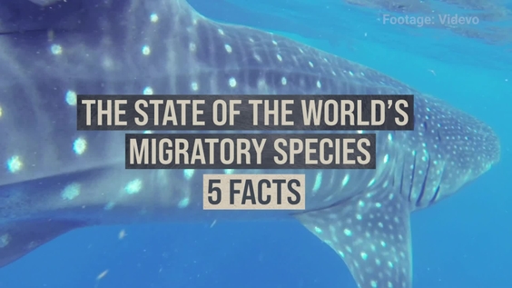 Migratory species - 5 Facts