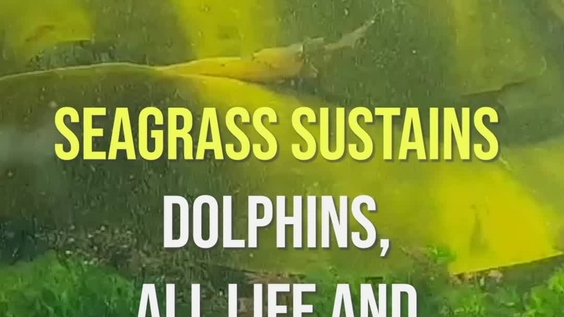 SEAGRASS: THE SECRET POWERHOUSE WEAPON AGAINST CLIMATE CHANGE