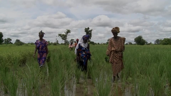 Gambia: IFAD invests in rural women