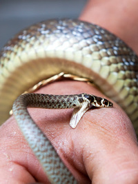 snake poisonous non venomous bit er gasoline garter shows utah
