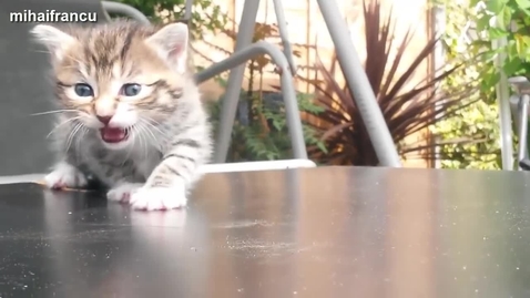 Thumbnail for Cats