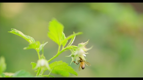 Thumbnail for entry Honey Bees In 4k