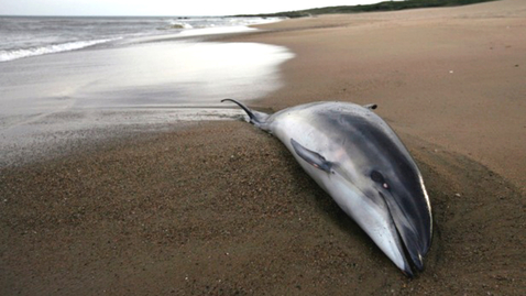 Thumbnail for What's Killing the Dolphins?