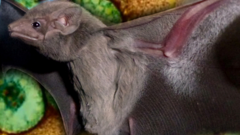 Thumbnail for Deadly MERS Virus Traced to Egyptian Bat Species