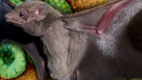 Thumbnail for entry Deadly MERS Virus Traced to Egyptian Bat Species