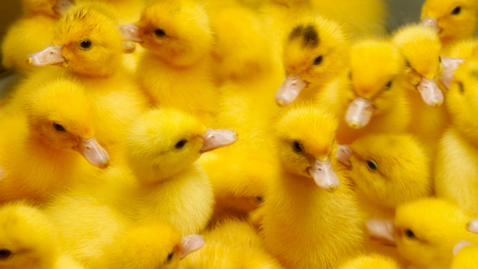 Thumbnail for Salmonella Outbreak Traced to New Mexico Hatchery