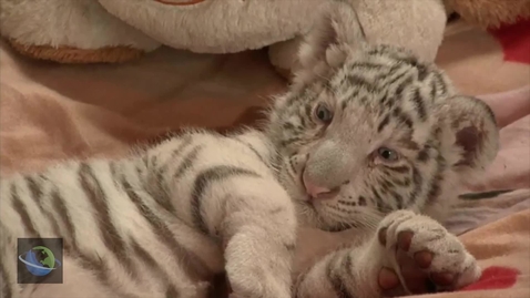 Thumbnail for Nepal's Tiger Population Soars