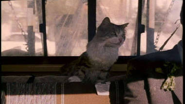 That Darn Cat 1965 Disney Movies