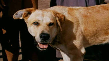 Old Yeller Disney Movies