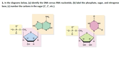 Thumbnail for DNA Structure Question 1