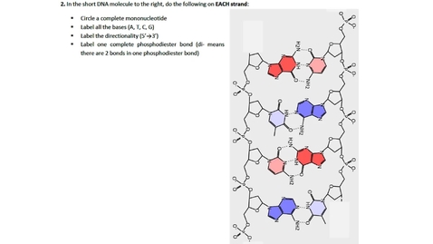 Thumbnail for DNA Structure Question 2