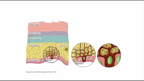 Thumbnail for entry BIO265-Melanocyte Video