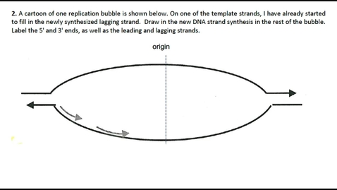 Thumbnail for entry DNA Replication Question 2