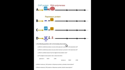 Thumbnail for entry Lac Operon Question 1