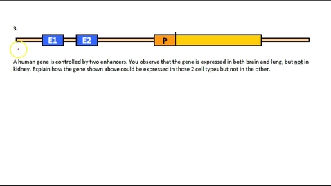 Thumbnail for entry Gene Regulation in Eukaryotes Question 3