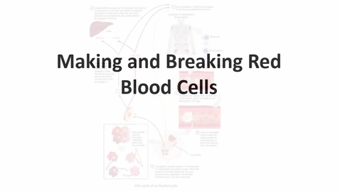 Thumbnail for BIO265-Making Red Blood Cells Video