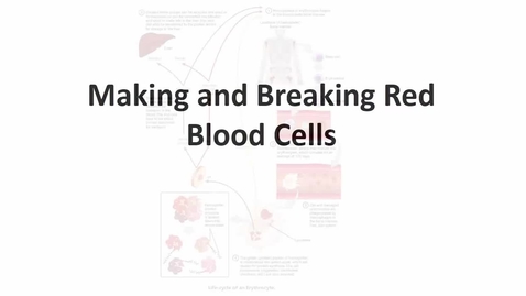 Thumbnail for entry BIO265-Making Red Blood Cells Video