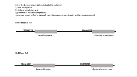Thumbnail for Gene Regulation in Eukaryotes Question 2