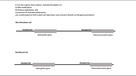 Thumbnail for entry Gene Regulation in Eukaryotes Question 2