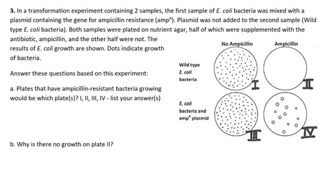 Thumbnail for entry PCR and Gene Cloning #5