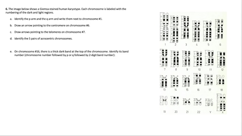 Thumbnail for entry Chromosome Structure Question 6