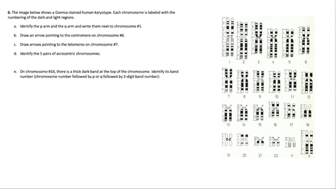 Thumbnail for Chromosome Structure Question 6