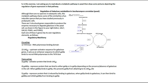 Thumbnail for Gene Regulation in Eukaryotes Question 5