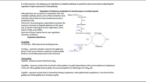 Thumbnail for entry Gene Regulation in Eukaryotes Question 5