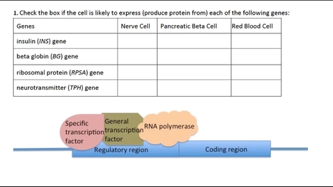 Thumbnail for Gene Regulation in Eukaryotes Question 1