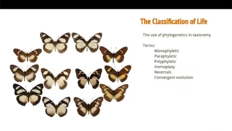 Thumbnail for BIO 475 - Classification