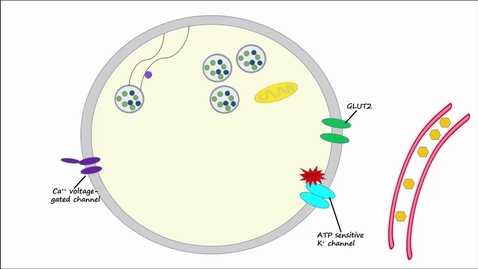 Thumbnail for Regulation of Insulin Release and Insulin Action