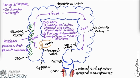 Thumbnail for Large Intestine &amp; Defecation