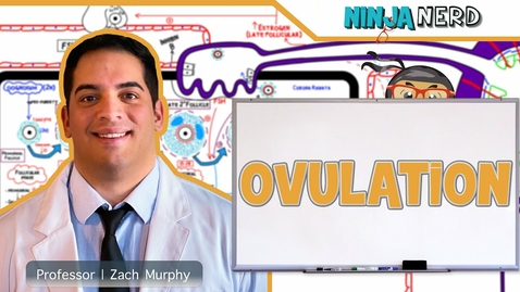 Thumbnail for Female Reproductive Cycle | Ovulation