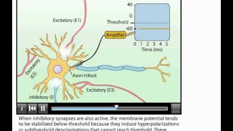 Thumbnail for entry Animation Summation of Postsynaptic Potentials