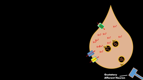 Thumbnail for Salty Taste Gustatory cell Physiology *(RELEASES SEROTONIN!) not ATP