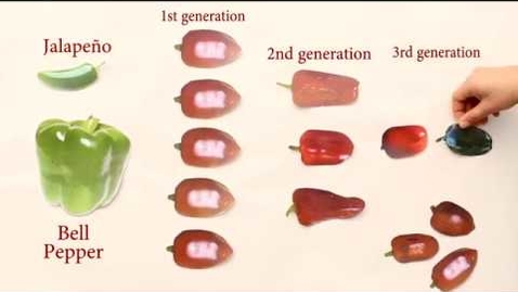 Thumbnail for How to Breed Plants, As Told by Students