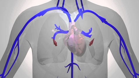 Thumbnail for entry Blood Flow in the Human Body