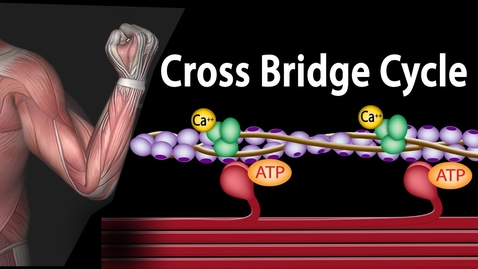 Thumbnail for Muscle Contraction - Cross Bridge Cycle