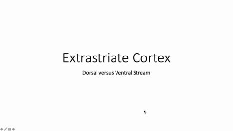 Thumbnail for entry Extrastriate Cortex_  Dorsal versus Ventral Streams