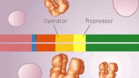 Thumbnail for entry Operon LAC